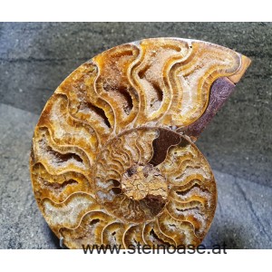 Ammonite /Fossil  - links